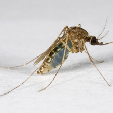 The mosquito Culex annulirostris after feeding on a nucleic acid preservation card which had been baited with blue-coloured honey. Photograph courtesy of Paul Zborowski.
