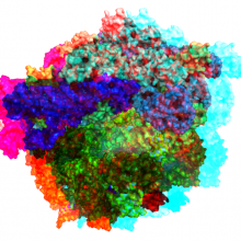 A ribosome - the molecular machine in our cells that makes proteins