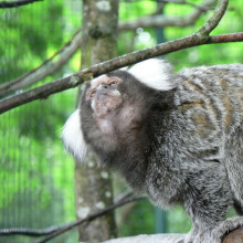 Common marmoset, callithrix jacchus