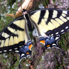 Female swallowtail butterfly