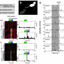 Male rats and female rats respond to stress in different ways.