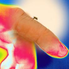 Mosquitoes identify human targets by detecting body heat.