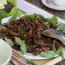 Deep fried insects