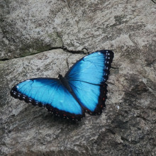 Morpho Butterfly