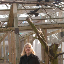 Prof Nicky Clayton with the Scrub Jays.