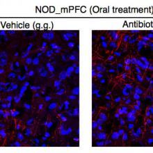 mar gacias Myelin transcripts and myelinated fibers in the medial prefrontal cortex (mPFC) of adult NOD mice with social avoidance behavior.