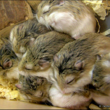 Sleeping hamsters piled up