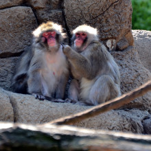 Macaques (Japanese snow monkeys)