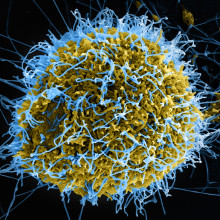 Ebola viruses