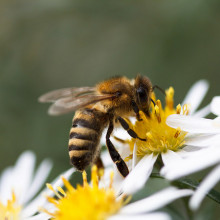 A neonic pesticide is causing a wide scale decline in bees