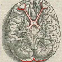 The optic chiasma - where the optic nerve fibres cross.