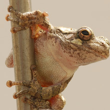 Treefrog