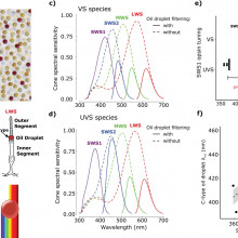 Birds tune their light sensitive cells to maximise the number of colours they see...