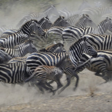 Zebras running