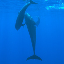 Pilot Whales, mother and calf, Kona, Hawaii.