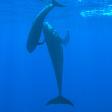 Pilot Whales, mother and calf, Kona, Hawaii. Pilot Whales, mother and calf, Kona, Hawaii.