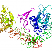 Cartoon diagram of the epidermal growth factor receptor (EGFR) (rainbow colored, N-terminus = blue, C-terminus = red) complexed its ligand epidermal growth factor (magenta) based on the PDB 1NQL crystallographic coordinates.