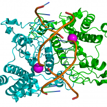 Structure of the homodimeric restriction enzyme EcoRI (cyan and green cartoon diagram) bound to double stranded DNA (brown tubes)