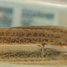 african lungfish