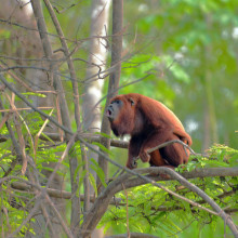 Venezuelan red howler (Alouatta seniculus)