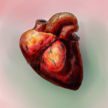 Human heart drawing