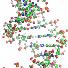 NMR structure of the central region of the human GluR-B R/G pre-mRNA, from the protein data bank ID 1ysv