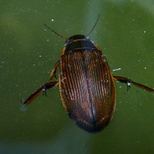 Great Diving Beetle