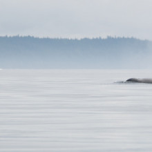 Orca on a calm day