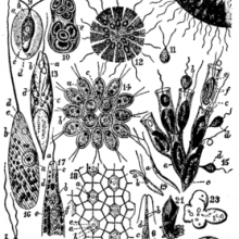 An image of flagellate diversity from the 12th Encyclopaedia Britannica