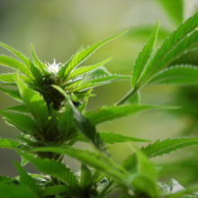 Cannabis plant