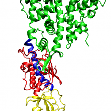  One molecule of the Dicer-homolog protein from Giardia intestinalis, colored by domain (PAZ domain yellow, platform domain red, connector helix blue, RNase and bridge domains green). Dicer is an RNase that cleaves long double-stranded RNA molecules...