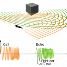 echolocation