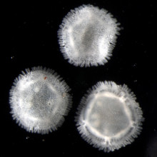 Specimens of Xyloplax, 2-5mm across, collected from the Pacific Ocean at a depth of 2,202 meters (7,267 feet)