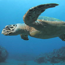 Hawksbill Turtle, Saba, Netherlands Antilles. Image taken by Clark Anderson/Aquaimages.