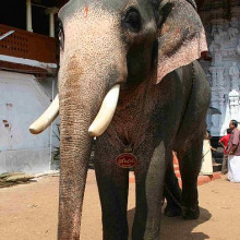 An Asian Elephant named Sri Hari during Sree Poornathrayesa temple festival, Thrippunithura, Kerala, South India.