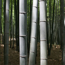 Bamboo trees in Kyoto, Japan.