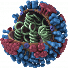  3D model of an influenza virus particle. Each virion measures about 100nm (1/10,000th mm) in diameter; the envelope bears molecules of haemagglutinin (blue) and neuraminidase (red) and encloses 8 ribonucleoproteins (RNP), which encode the viral...