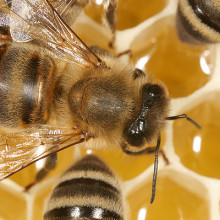 honeybees on honeycomb