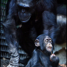 Baby and mother chimpanzee at Baltimore Zoo