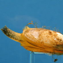 Quagga Mussel