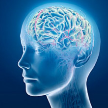 Brain Brain