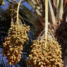 Photo of dates on a date palm