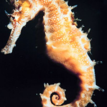 Seahorse - Hippocampus sp. Seahorse - Hippocampus sp.