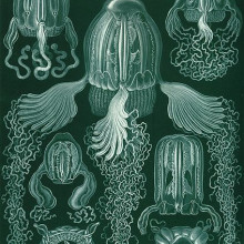 Haeckel box jellyfish