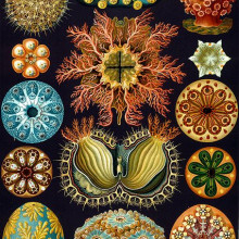 Ernst Haeckel sea squirts