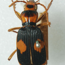 Bombardier Beetle