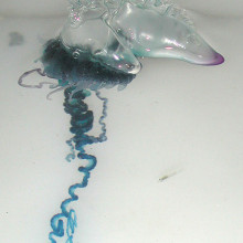 Physalia Physalis - Portuguese man-of-war