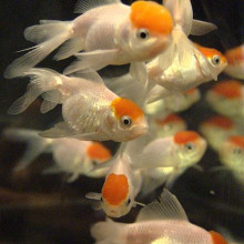 Red-Cap Oranda Fish