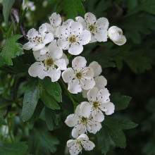 Common Hawthorn flowers.