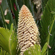 A cycad inflorescence